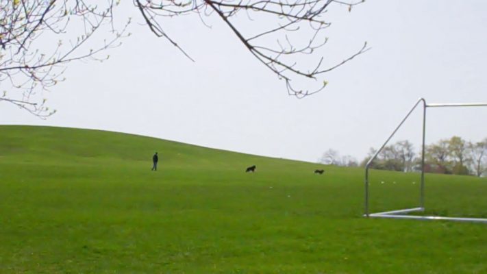 A pet owner playing with his dogs at Montrose Beach Park.