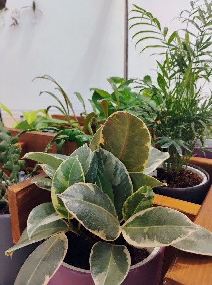 The exhibit uses plants to reflect women's resilience. Photo by Tiara Fields